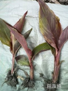 高度60厘米紫叶美人蕉