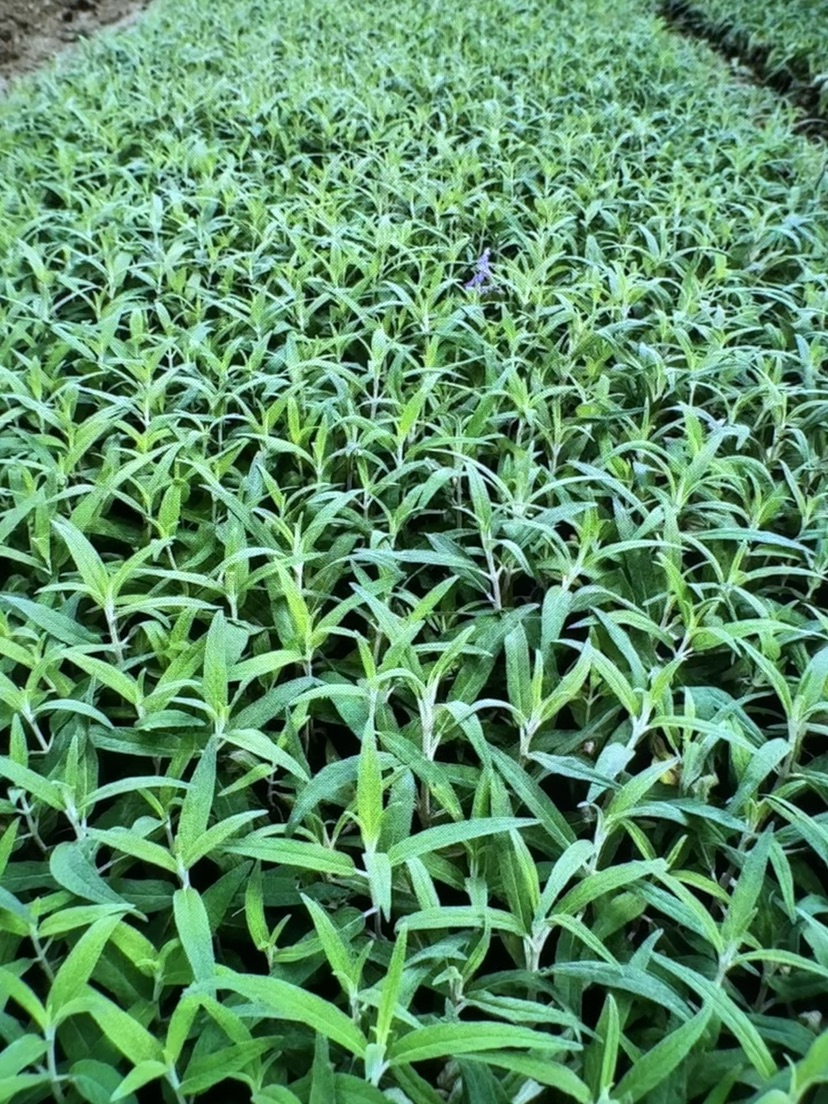 高度30厘米墨西哥鼠尾草
