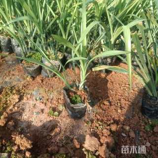 高度30厘米吉祥草