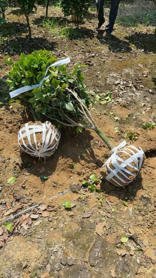 冠幅80厘米茶花球