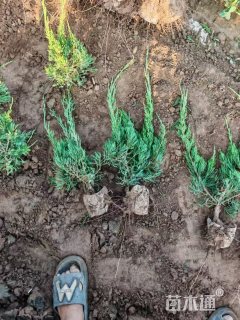 高度40厘米小龙柏