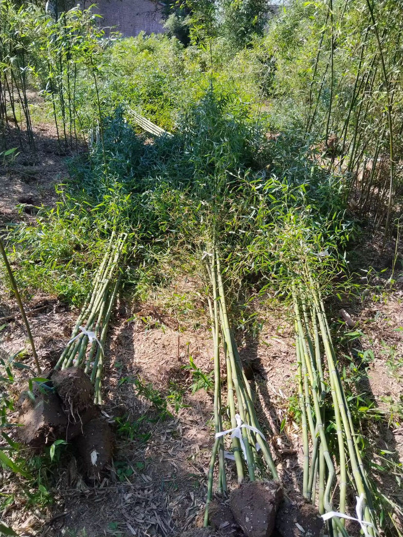 地栽苗毛竹