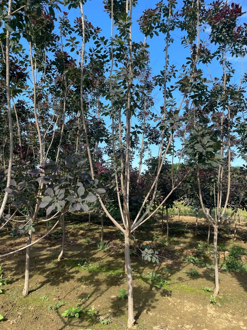 8公分美国红栌