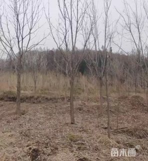 11公分水曲柳
