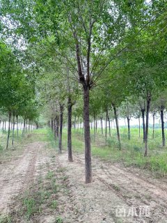 12公分榆树