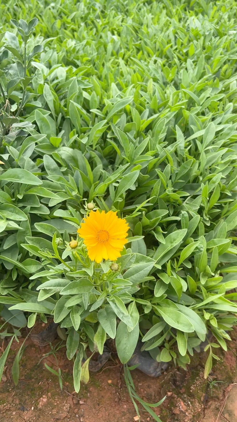 高度20厘米金鸡菊