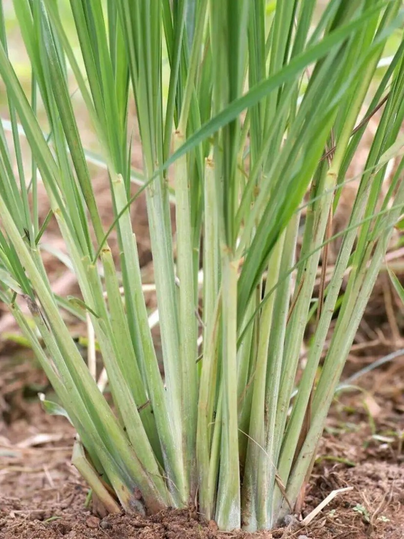 高度77厘米柠檬草