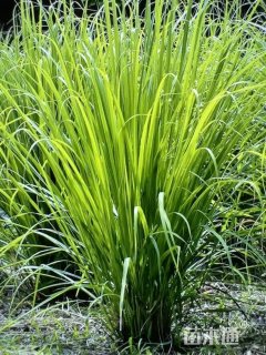 高度68厘米香茅