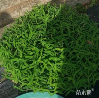 地栽苗铺地竹