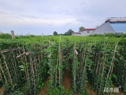 200厘米美国凌霄