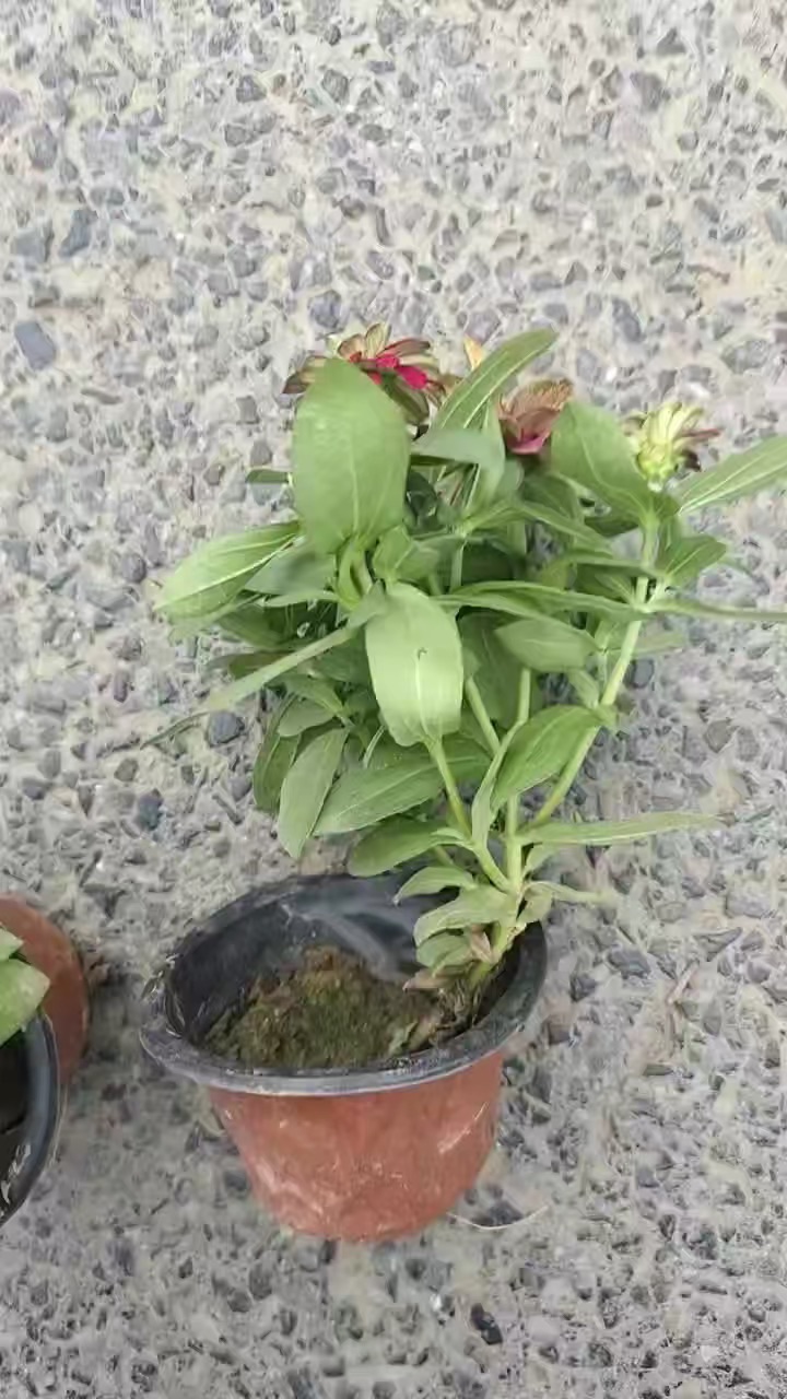 高度15厘米百日草