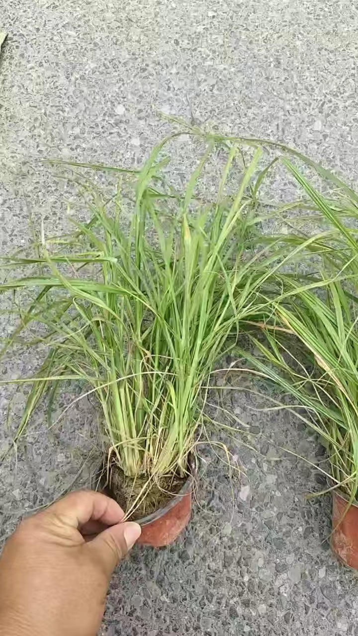 高度30厘米紫穗狼尾草