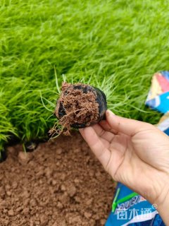 高度12厘米青绿苔草