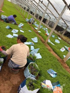 高度9厘米青绿苔草