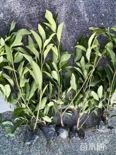 高度50厘米青珊瑚