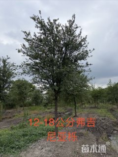 13公分弗吉尼亚栎