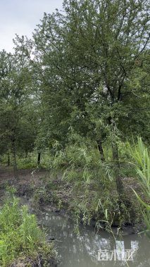16公分弗吉尼亚栎