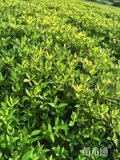 高度35厘米小叶栀子
