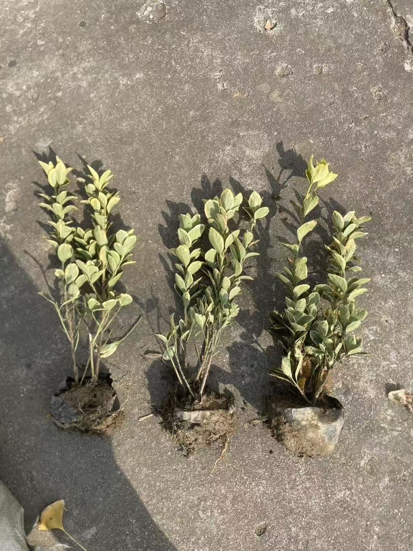 高度40厘米金边黄杨