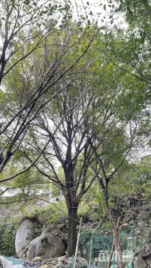 高度800厘米榕树