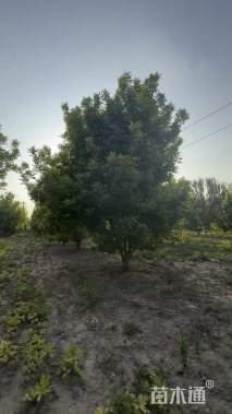 高度600厘米丛生金叶白蜡