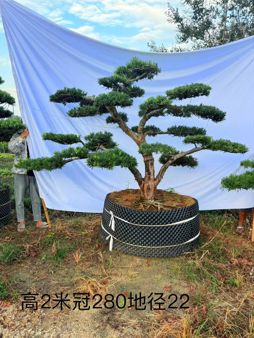 23公分罗汉松