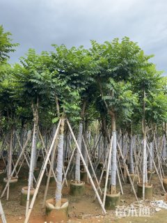 12公分火焰木