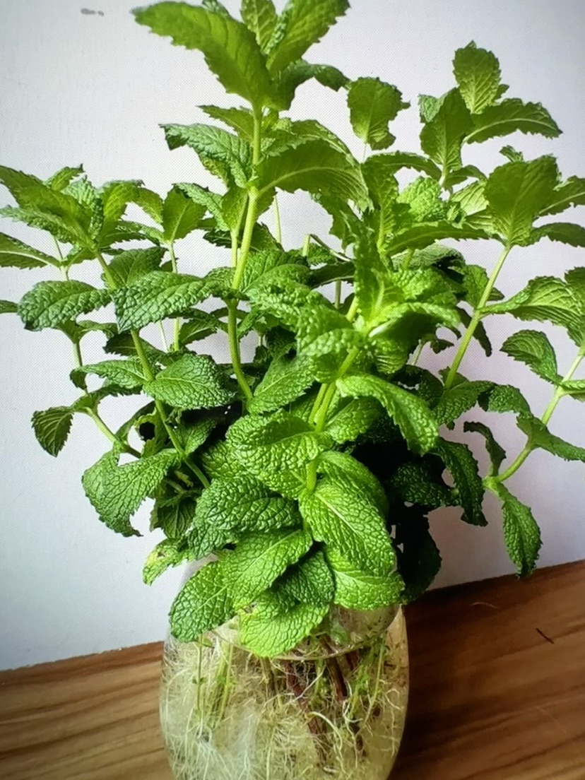 高度38厘米水薄荷