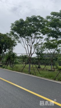 20公分凤凰木