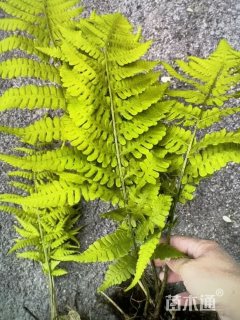 高度45厘米肾蕨