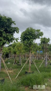 123公分腊肠树