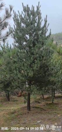 高度5000厘米油松