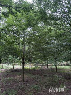 18公分榉树