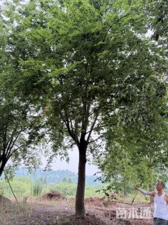 30公分朴树