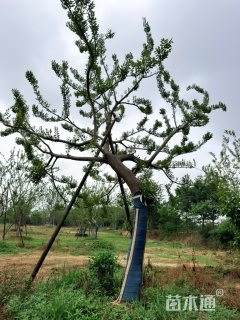 20公分朴树