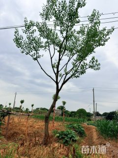 13公分乌桕