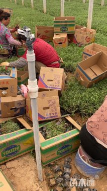 高度19厘米太阳花