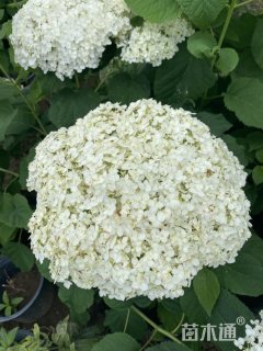 高度45厘米贝拉安娜绣球