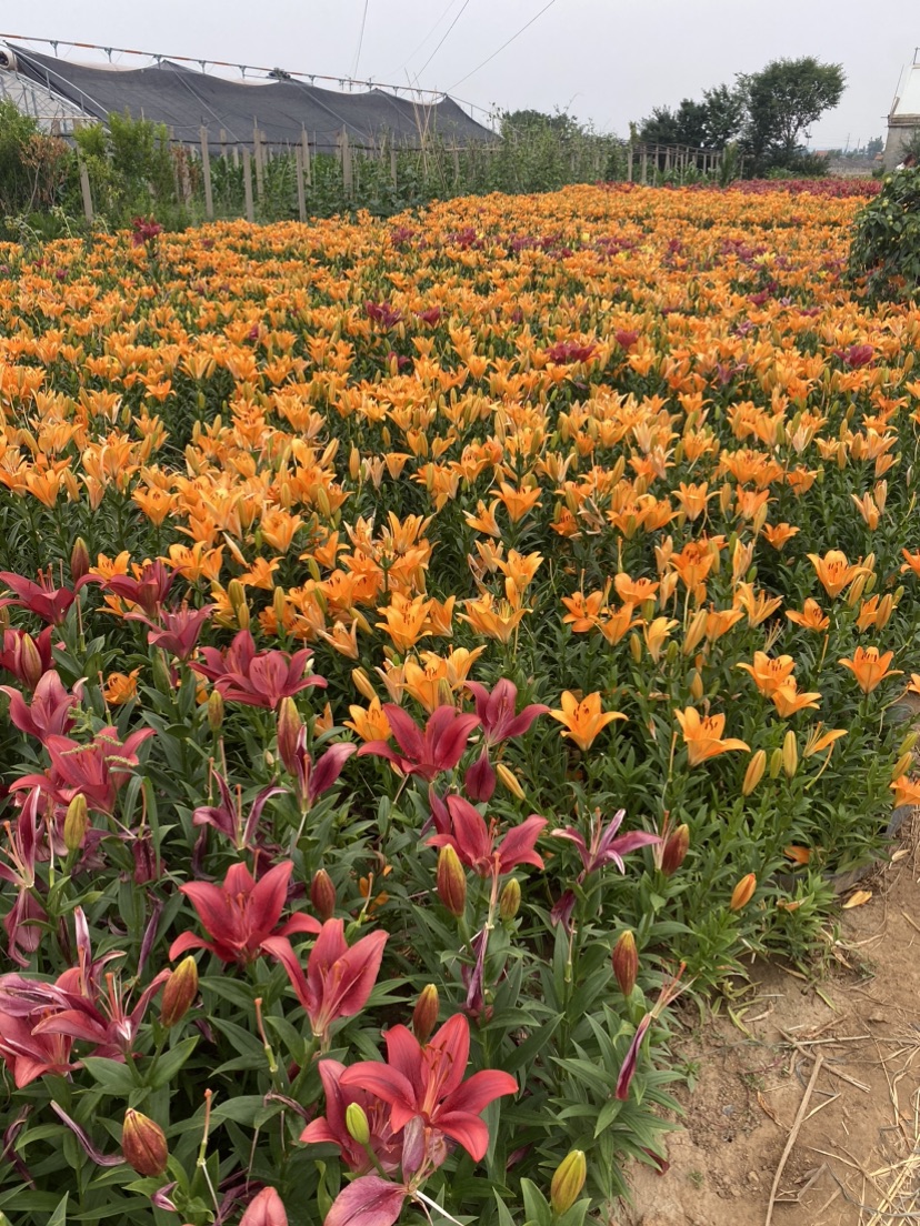 高度26厘米百合