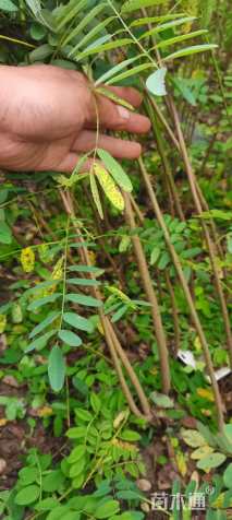 高度70厘米紫穗槐