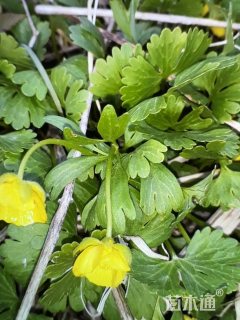 高度38厘米深山毛茛