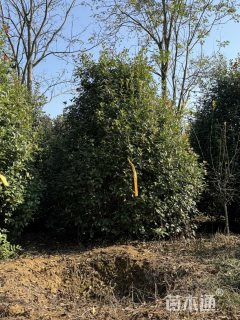 高度400厘米丛生红叶石楠