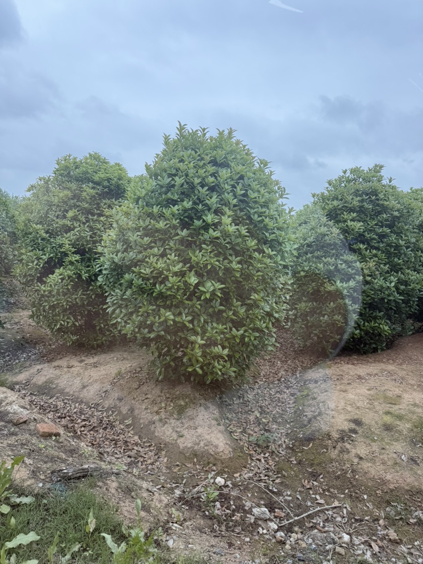 高度200厘米丛生桂花