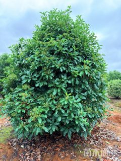 15公分本石楠
