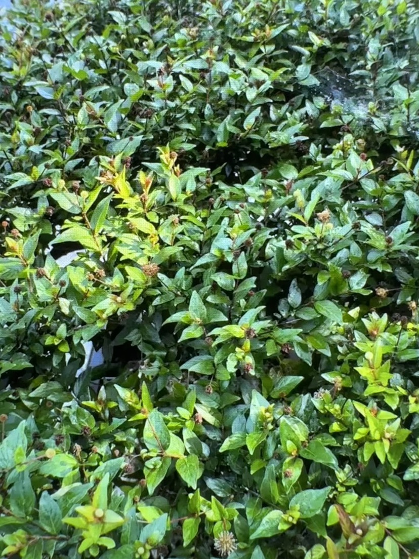 高度188厘米水杨梅