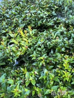 高度188厘米水杨梅
