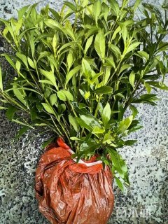 高度38厘米栀子
