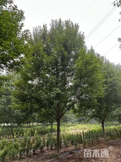 15公分美国红枫