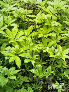 高度52厘米天南星