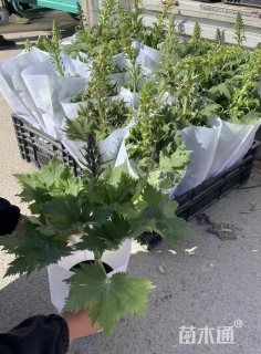高度10厘米蓝花飞燕草